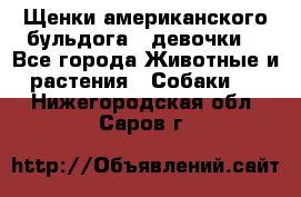 Щенки американского бульдога ( девочки) - Все города Животные и растения » Собаки   . Нижегородская обл.,Саров г.